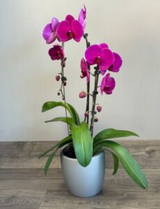Phalaenopsis purple (Moth) Orchid by Emerald Isle Tropical Plants