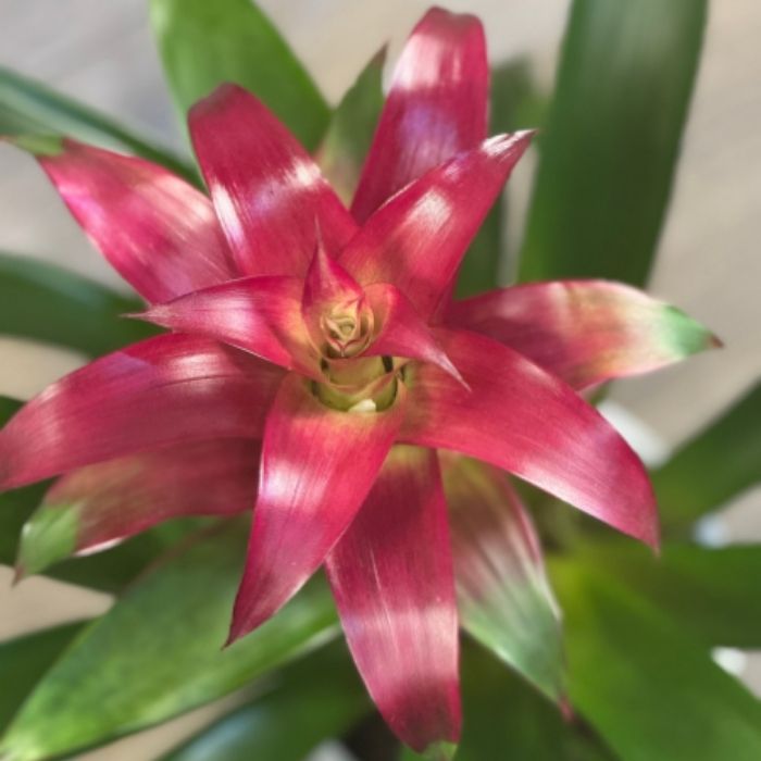 Blooming Plant Color Rotation Program at Emerald Isle Tropical Plants