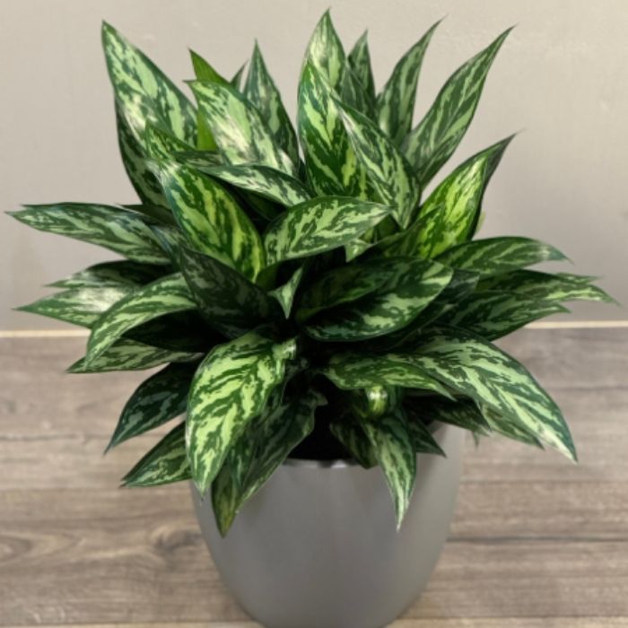 Low Light Plants Available at Emerald Isle Tropical Plants, Inc.