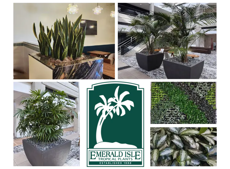 Emerald Isle Tropical Plants- Interior Plantscapes in Southern California