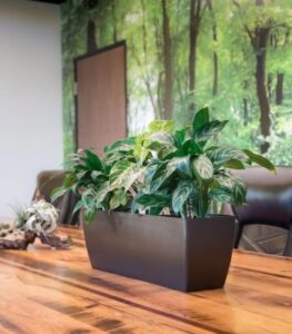 Franklin - Independence Collection