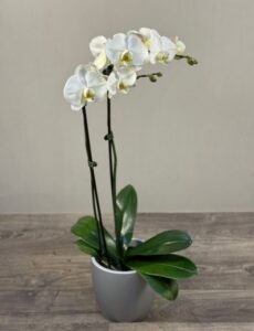 Double White Moth Orchid arrangement.