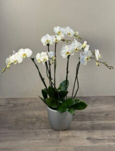 Multi-stem White Orchid - Emerald Isle.